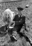 Und nochmal Bundesbahnobersekretär Dierks beim Schafemelken an seinem Schrankenposten bei Prisdorf auf der Marschbahn. (09.07.1956) <i>Foto: Walter Hollnagel</i>