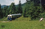 Sommerfrische an der Schafbergalm und ÖBB 5099.02 auf dem Weg ins Tal. (17.08.1984) <i>Foto: Joachim Bügel</i>