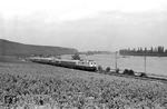 E 10 1239 mit dem neuen "Rheingold" bei Nierstein am Rhein. Er war 1962 nicht nur der komfortabelste Zug, sondern mit einer Höchstgeschwindigkeit von bis zu 160 km/h auch einer der schnellsten Züge der DB. (06.1962) <i>Foto: Walter Hollnagel</i>
