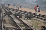 Die Gleise werden als Fußweg, Weideplatz oder Wäsche-Trockenplatz genutzt. Kommt ein Zug, so wird alles beiseite geräumt. Ein Bild aus Tongi, einem Vorort der Millionen-Metropole Dhaka.  (09.01.2015) <i>Foto: Johannes Glöckner</i>