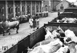Noch ein Bild von der Schlachtviehverladung irgendwo in der RBD Linz. (1942) <i>Foto: RVM (Ittenbach)</i>
