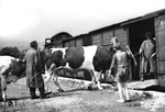Solche Viehverladungen scheinen doch eine gewisse Faszination auf die Fotografen ausgelöst zu haben. Andererseits waren Viehtransporte bei der Deutschen Reichsbahn eine feste Größe: So wurden allein 1935 rund 970.000 Rindviecher mit der Bahn transportiert.  (1938) <i>Foto: RVM</i>