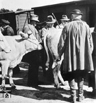 Rinderverladung im Nördlinger Ries. (1937) <i>Foto: RVM</i>