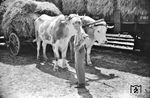 Auch das Gespann mit den geduldigen Ochsen war ein Foto wert. (1934) <i>Foto: Theo Felten</i>