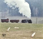 Vorbei an den (noch) glücklichen Hühnern dampft 99 1774 mit ihrem Güterzug bei Hormersdorf vorbei. (10.04.1975) <i>Foto: Johannes Glöckner</i>