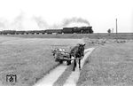 Ein Güterzug mit einer PKP Ty51 passiert ein Pferdefuhrwerk bei Krasnik im Verwaltungsbezirk Lublin. (16.08.1975) <i>Foto: Johannes Glöckner</i>