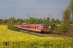 420 424 mit einem weiteren 420 als Ersatzzug auf der S 1 bei Wattenscheid-Sevinghausen. (20.04.2017) <i>Foto: Marcus Henschel</i>