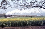 Blühende Landschaften bei Lauda und 023 018, die mit N 5887 aus Würzburg den Zielbahnhof um 7.06 Uhr erreichen wird. (28.04.1975) <i>Foto: Peter Schiffer</i>