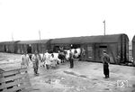 In den 1950er Jahren war es noch üblich, die Rindviecher direkt vom Viehmarkt mit der Bahn zum Schlachthof zu fahren. So befinden sich auch diese Tiere in Husum auf dem Weg zu ihrer letzten Fahrt. (26.09.1956) <i>Foto: Walter Hollnagel</i>