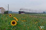 Bei typischen Sonderfahrtswetter war 01 150 am 2. September 2017 von Goch nach Boppard unterwegs. Wenigstens sorgte ein Sonnenblumenfeld bei Bössinghoven, südlich von Krefeld, für eine wenig Farbe. (02.09.2017) <i>Foto: Marcus Henschel</i>