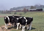 Sichtlich gelassen nehmen diese Holstein Rinder die Vorbeifahrt der 051 482 (50 1482) vor Dg 45865 auf der Rampe Scharzfeld - Osterhagen hin. (11.05.1976) <i>Foto: Peter Schiffer</i>