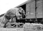 Seit etwa 200 Jahren werden Elefanten im Zirkus gehalten. Heute ist deren Haltung in Gefangenschaft, inbesondere im Zirkus nicht unumstritten. Im Jahre 1958 dürfte dies bei diesem Spezialtransport noch kein Thema gewesen sein. Allerdings war der Transport der Dickhäuter nicht ganz ungefährlich, weil diese die Angewohnheit haben, überall ihren Rüssel hinzustrecken, was bei einem Eisenbahntransport aufgrund der nahen Signale und Masten schon mal problematisch werden konnte.  (1958) <i>Foto: Georg Steidl</i>
