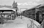 Viehverladung im Bahnhof Ankum der Ankum-Bersenbrücker Eisenbahn.  (12.05.1961) <i>Foto: Gerd Wolff</i>