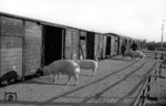 Nach Ende der Schweineauktion werden die Tiere auf dem Bahnhof Neumünster verladen. (1954) <i>Foto: Walter Hollnagel</i>