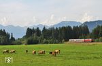 Vor den glücklich bimmelnden Kühen von Unterthalhofen und den Allgäuer Alpen zieht 218 474 mit IC 2084 nach Augsburg am Fotografen vorbei. (23.08.2018) <i>Foto: Joachim Bügel</i>
