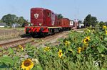 Schlusslok NS 2459 am Güterzug mit 44 1593 in den Sonnenblumenfeldern von Beekbergen/NL. (02.09.2018) <i>Foto: Marcus Henschel</i>