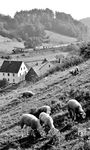 Eine 218 begegnet einer ebenfalls unerkannt gebliebenen 50er bei Lehendorf. Die Schafe lässt es kalt.  (07.08.1974) <i>Foto: Burkhard Wollny</i>