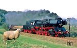 An einem einsamen, offenkundig aber eisenbahninteressierten Schaf, rollt 50 3519 mit dem Sandzug Gag 56355 bei Thierbach-Zinnberg vorbei. (28.09.1986) <i>Foto: Wolfgang Bügel</i>