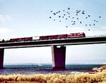 Eine V 200.1 führt einen Transitgüterzug über die beiden Nebentragwerke der Fehrmarnsundbrücke auf der Inselseite nach Puttgarden. Das Dröhnen der Lok  hat wohl auch einen Vogelschwarm aufgeschreckt. (1963) <i>Foto: Reinhold Palm</i>