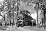 Lok 271 der Teutoburger-Wald-Eisenbahn war die jüngste Dampflok im Einsatz bei der TWE (Jung, Baujahr 1940) und ist hier mit einem Personenzug bei Lengerich unterwegs. Sie kam 1955 von der Westerwaldbahn und wurde noch im Aufnahmejahr an die Farge-Vegesacker Eisenbahn weitergereicht. (19.05.1966) <i>Foto: Walter Eckard</i>