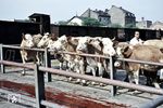 Ein Viehtransport ist im Frankfurter Deutschherrnviertel angekommen und wartet auf die Weiterverarbeitung zum Steak. (1957) <i>Foto: Reinhold Palm</i>