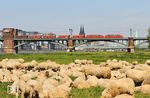 Auch die Vorbeifahrt des leeren 5400t-Erzzuges GM 48710 (Dillingen Hochofen Hütte - Rotterdam-Maasvlakte) mit 189 043 und 189 040 störte die Schafe an der Kölner Südbrücke wenig. (18.04.2019) <i>Foto: Joachim Bügel</i>