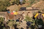 Esel sind auch heute noch unverzichtbare Nutztiere in Eritrea, erreicht man doch mit ihnen jeden noch so abgelegenen Punkt. Unbeeindruckt vom vorbeifahrenden Dampfzug mit 440 008 stehen sie in der Morgensonne von Shegerini. (14.01.2019) <i>Foto: Joachim Schmidt</i>