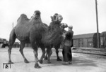 Kamele des Zirkus Carl Hagenbeck nach seiner Ankunft mit der Bahn im Güterbahnhof von Heidelberg.  (13.09.1951) <i>Foto: Walter Hollnagel</i>