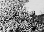 Baumblüte bei Hannover und ein SVT 137, der als FDt 15 von Köln nach Berlin unterwegs ist. (1938) <i>Foto: RVM (Berkowski)</i>