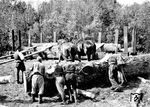 Verladung von Holzstämmen in Lyck in Ostpreußen, rund 150 km östlich der Stadt Allenstein in Masuren. (1930) <i>Foto: RVM</i>