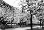 Durch die Kirschblüte bei Spay fährt der "Rheingold", der seit 1928 von Hoek van Holland bzw. Amsterdam durch das Rheintal zu wechselnden Zielorten in der Schweiz verkehrte.  (1929) <i>Foto: RVM</i>