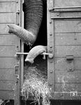 Seit etwa 200 Jahren werden Elefanten im Zirkus gehalten. Heute ist deren Haltung in Gefangenschaft, inbesondere im Zirkus nicht unumstritten. Anfang der 1960er Jahre dürfte dies bei diesem Spezialtransport noch kein Thema gewesen sein. Allerdings war der Transport der Dickhäuter nicht ganz ungefährlich, weil diese die Angewohnheit haben, überall ihren Rüssel hinzustrecken, was bei einem Eisenbahntransport aufgrund der nahen Signale und Masten schon mal problematisch werden konnte. (1963) <i>Foto: Alfred Volk</i>