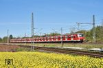 An den blühenden Rapsfeldern zwischen Wuppertal-Vohwinkel und Gruiten fahren 420 955 und 420 924 mit einem Leerzug der S 68 vorbei. (19.04.2022) <i>Foto: Zeno Pillmann</i>