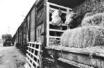 Ein Viehtransport macht Station auf einem Unterwegsbahnhof. Der Geschäftszweig "Viehtransporte" war für die Bundesbahn immer eine feste Größe: Jährlich wurden noch in den 1960er Jahren etwa 2 Millionen Schweine, 700.000 Rinder, 600.000 Schafe und Ziegen, 500.000 Kälber, 275.000 Ferkel, 110.000 Pferde und 85.000 Stück Geflügel transportiert, allerdings mit stark fallender Tendenz. Ende der 1980er Jahre waren die Tiertransporte schon fast vollständig an die Straße gegangen. Die DB AG verabschiedete sich 2001 endgültig von den Lebendtiertransporten, weil der Aufwand zu groß und die Rendite zu klein war. Offizielle Begründung war, man wolle bei diesem sensiblen Thema keinen öffentlichen Prügelknaben spielen.  (19.11.1987) <i>Foto: Wolfgang Staiger</i>